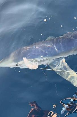 Çanakkale'de 100 kiloluk mavi köpek balığı, balıkçıların oltasına takıldı