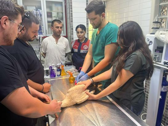 Aydın'da yaralı bulunan leyleğin bacağı ampute edildi