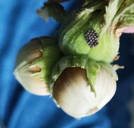 Kahverengi kokarcada 'cezbet-öldür' dönemi