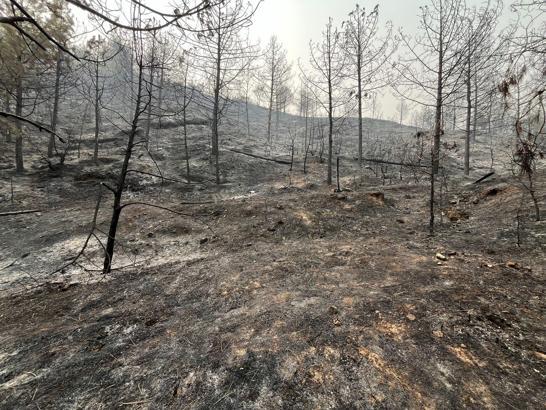 Sakarya'da yangınlar söndürüldü; Bayat'ta alevler kısmen kontrol altında