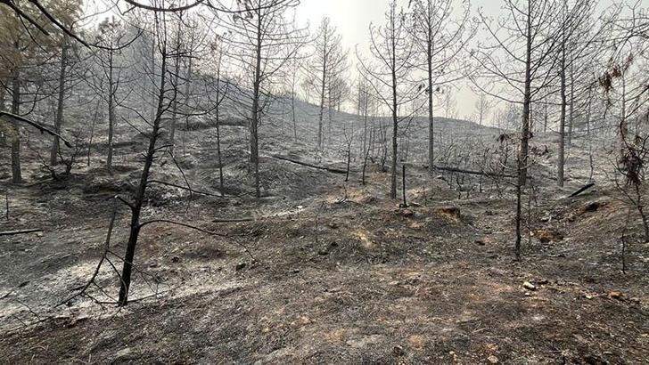Sakarya'da yangınlar söndürüldü; Bayat'ta alevler kısmen kontrol altında