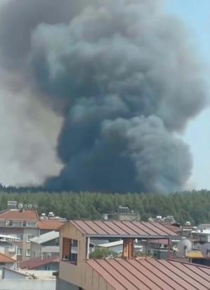 İzmir’de orman yangını