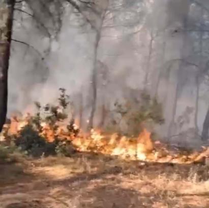 İzmir’de orman yangını / Ek fotoğraflar