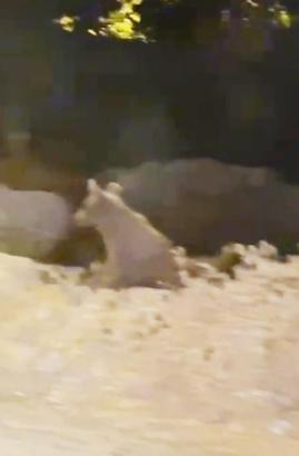 İlçe merkezine inip yiyecek arayan bozayı ile 2 yavrusu kamerada