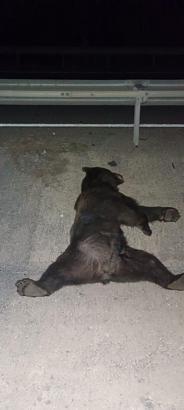 Minibüsün çarptığı ayı telef oldu