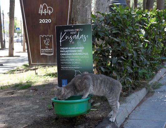 Sokak hayvanları için 'Bir kap su' çağırısı
