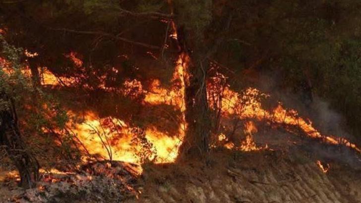 Manisa'da zirai tarım alanındaki yangın ormana sıçradı