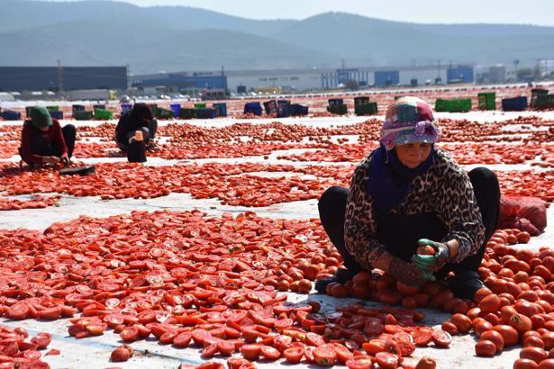 İzmir'de kuru domates mesaisi