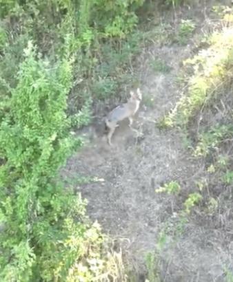 Kurdun koyunlara saldırısı dronla önlendi