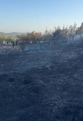 Balıkesir'deki orman yangını 1 saatte kontrol altına alındı