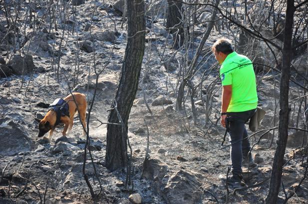 Yangın tespit köpeği 'Ateş', şüpheli yangınların izini sürüyor