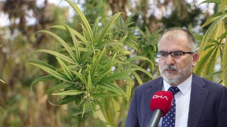 Prof. Dr. Şaban Tekin: Tıbbi kenevir tedavi amaçlı değişik hastalıklarda kullanılabiliyor