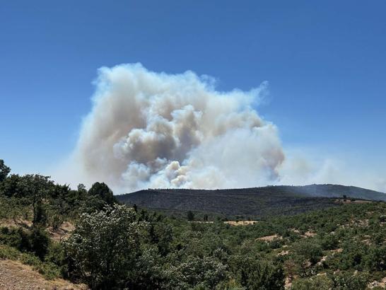 Uşak'ta meşelik ve orman yangını