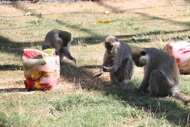Sıcaktan bunalan maymunlara, meyve kokteylli serinlik