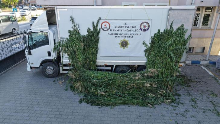 Samsun’da ayçiçeği tarlasında kenevir operasyonu