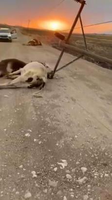 Kuvvetli rüzgar elektrik direğini devirdi; 6 inek akıma kapılıp öldü