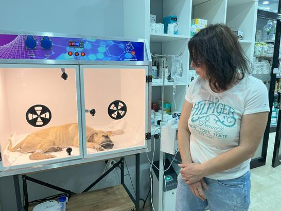 Sopayla dövülen yavru köpeğin hayati riski var