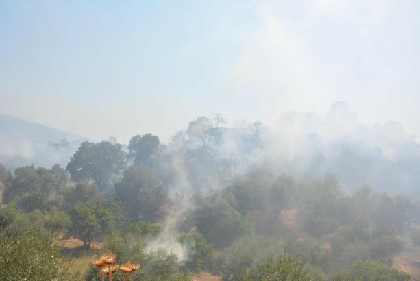 Otluk yangınında 4 hektar zeytinlik alan da zarar gördü