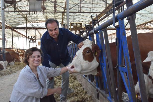 Veteriner çift, çiftlikteki buzağılarına tanıdıklarının ismini veriyor