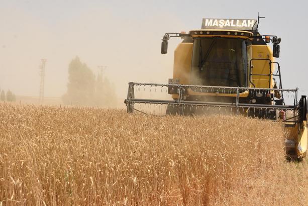 Bitlis’te buğday hasadı başladı
