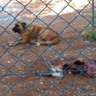 Başıboş köpekler, koruma altındaki 2 ceylanı öldürdü