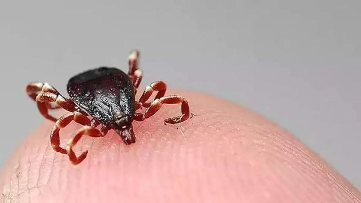 Sivas'ta 1 çocuk annesi keneden öldü