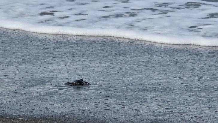 Gönüllülerin konaklama sorunu çözüldü, yeşil deniz kaplumbağaları denizle buluşmaya başladı