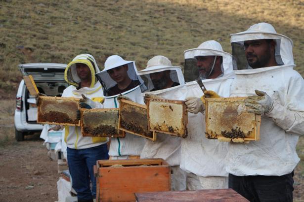 AB tescilli Bingöl balında sağım başladı