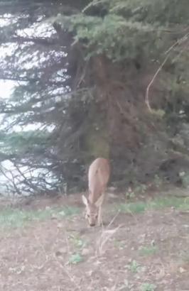 Amanoslarda beslenen karaca görüntülendi