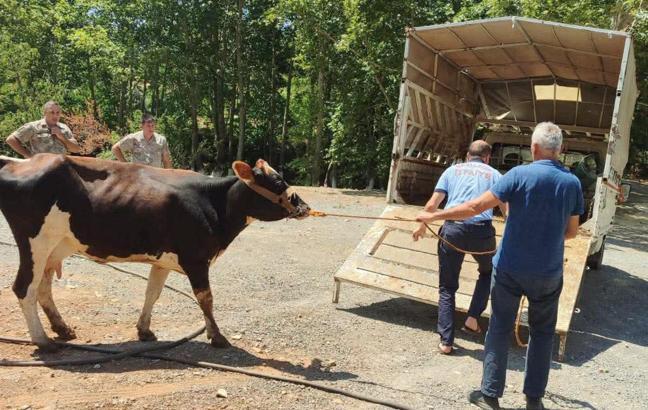 Kaybolan büyükbaş hayvan sahibine teslim edildi