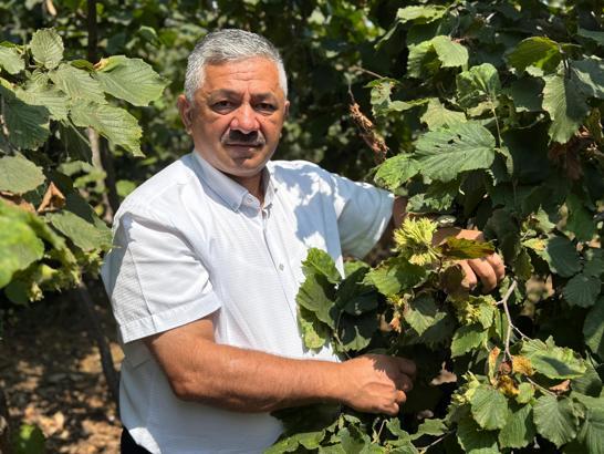 'Erken hasat fındıkta kaliteyi düşürüyor'