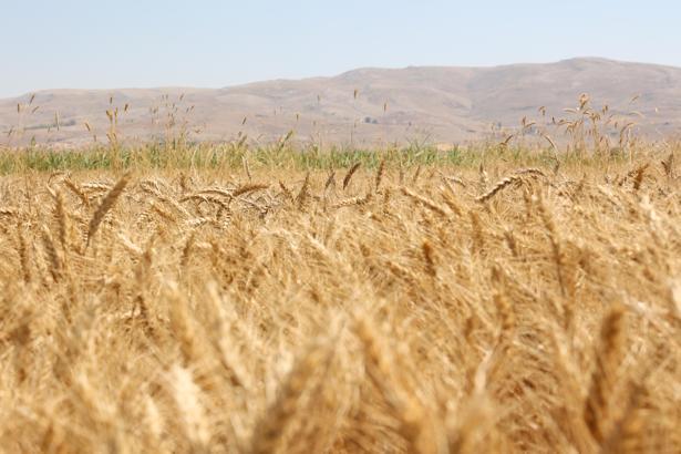 Korkuteli Yeşiloba Yaylası'nda buğday hasadı