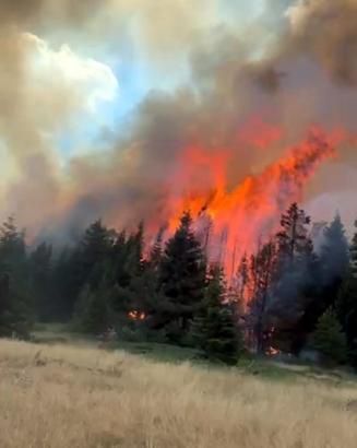 Çankırı'da orman yangını