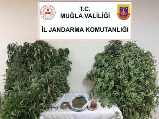 Muğla'da uyuşturucu operasyonu