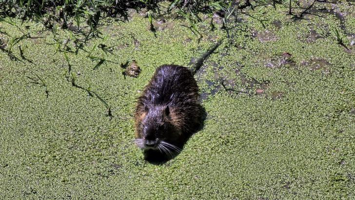 Bulgaristan’daki taşkınlarla Edirne’ye gelen su maymunları, Havsa ilçesinde ilgi odağı oldu / Ek fotoğraflar