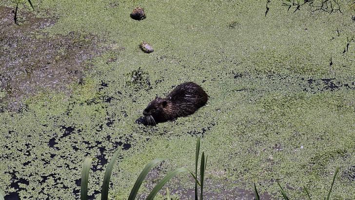 Bulgaristan’daki taşkınlarla Edirne’ye gelen su maymunları, Havsa ilçesinde ilgi odağı oldu
