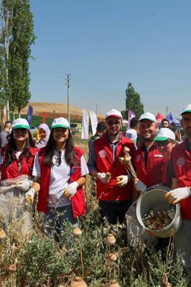 Gönüllü gençler hasat için tarım alanlarında
