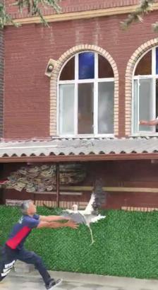 Verandadan düşen tek ayağı olmayan leyleği itfaiyeci havada yakaladı