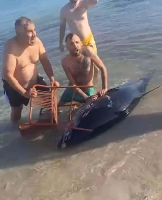 Orkinosu sandalyeyle karaya çekmeye çalıştılar