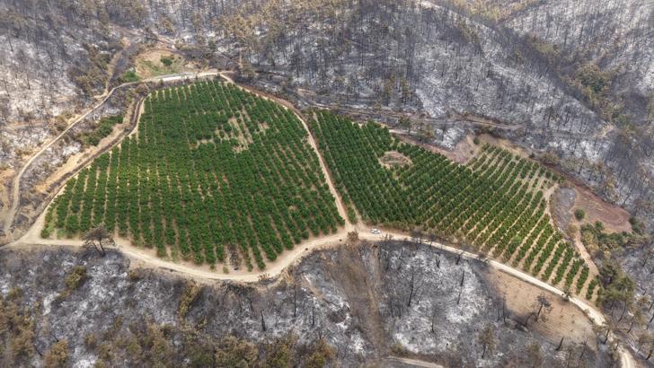 Bursa’da yanan ormanlar dronla görüntülendi; soğutma çalışmaları sürüyor (3)