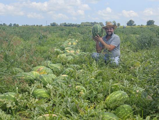 Bafra Ovası’nda kavun ve karpuz hasadı hızlandı