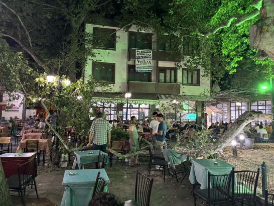 Anıt ağacın dalı düştü: 1 yaralı