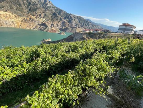 Yusufeli’deki ‘nakil bağlar’da üzüm bereketi