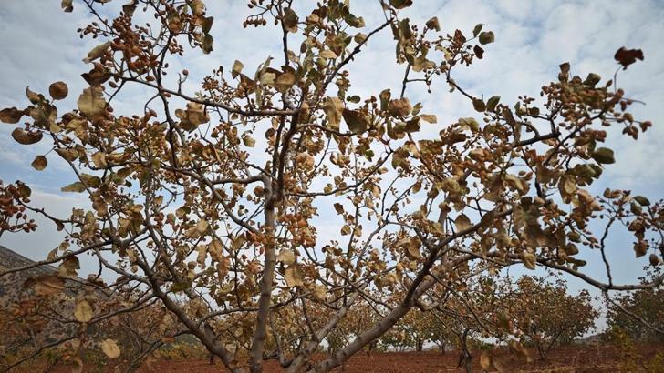 Kavurucu sıcaklar Siirt fıstığını da vurdu