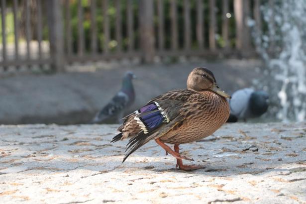 Yaralı yaban ördeğinin geçici yuvası Kuğulu Park oldu