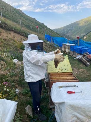 Anzer Balı’nda referans sağımı