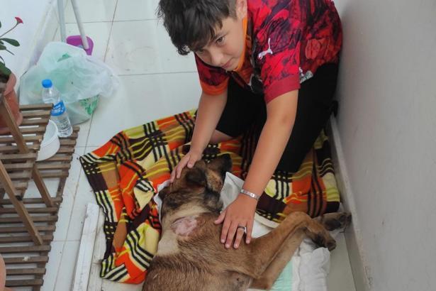 Havalı tüfekle vurulan köpek felç kaldı; saldırı kamerada