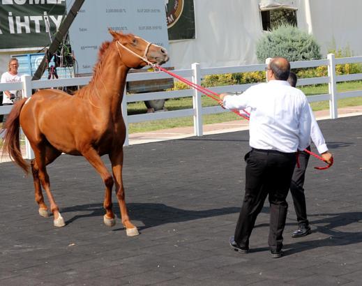 TİGEM tay satışından 45 milyon lira gelir elde etti