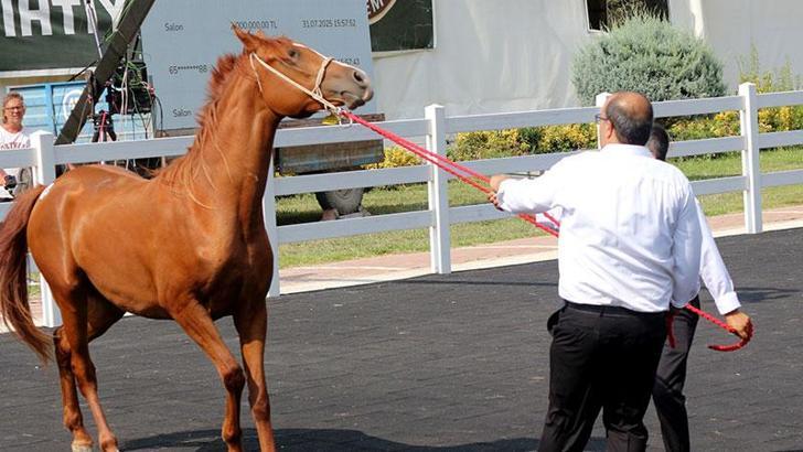 TİGEM tay satışından 45 milyon lira gelir elde etti