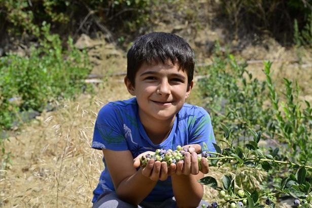 İzmir'in ilk toprağa dikim blueberryleri hasat edildi
